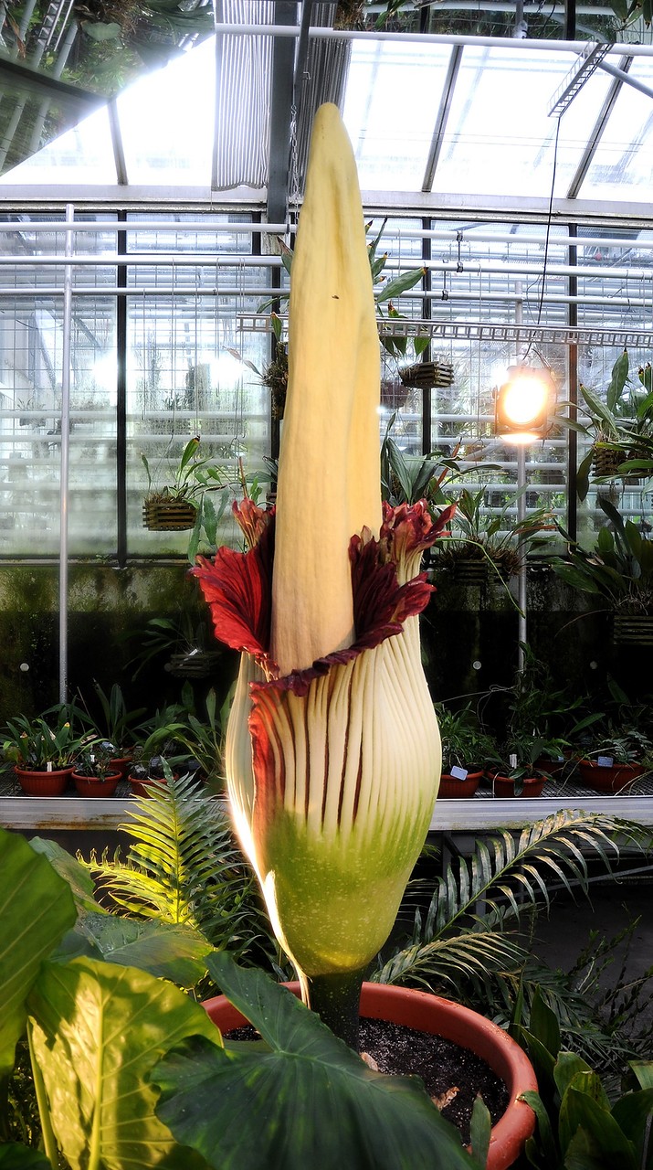 Самый большой и самый вонючий Аморфофаллус (Amorphophallus)
