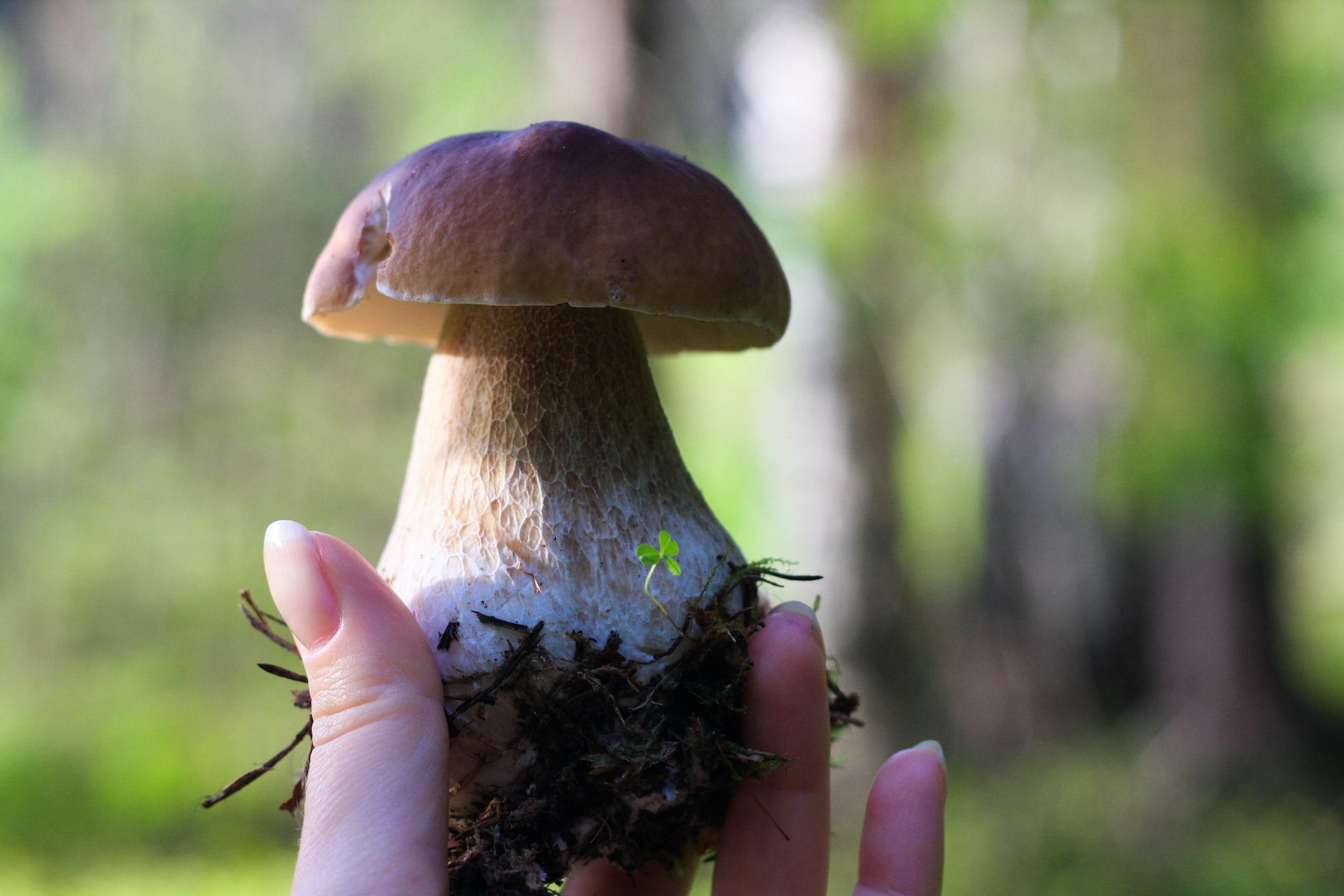 Петербурженка нашла в лесу белый гриб весом два килограмма Общество