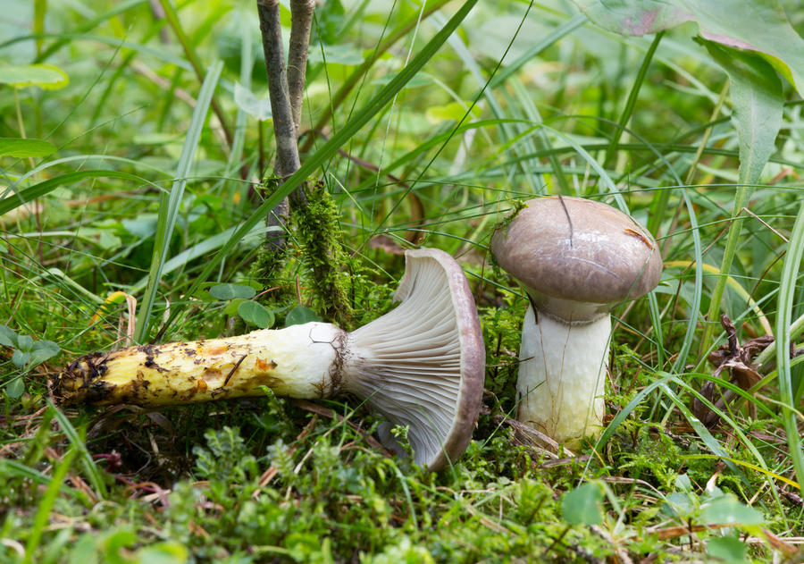 Королевские грибы для засолки, которые появляются в лесу в сентябре позже, грибы, сначала, шляпка, шляпки, цвета, растут, молодых, иногда, Hypholoma, осенний, могут, опята, более, грибов, обитания, часто, экземпляров, основания, ножки