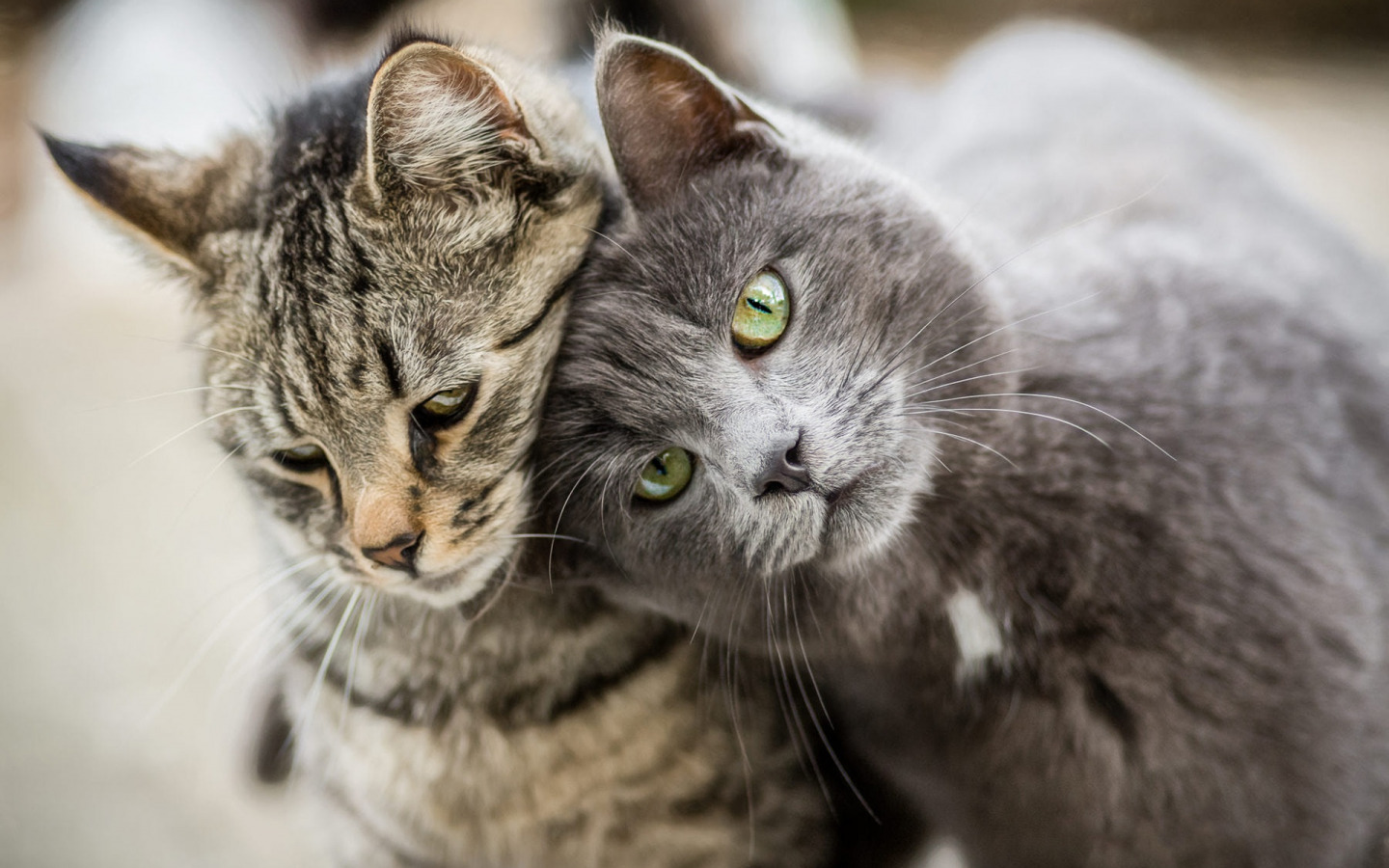 Ирония судьбы или бутылка коньяка