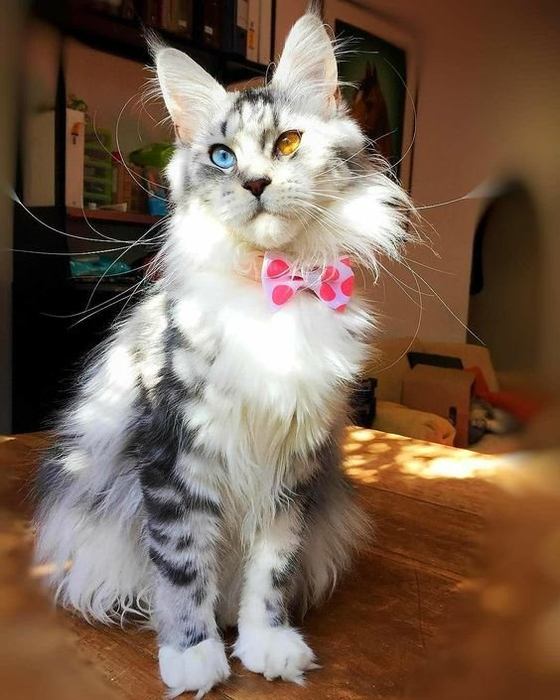 Пусть он ходит везде с тобой, там поймешь, кто такой..) веселые картинки