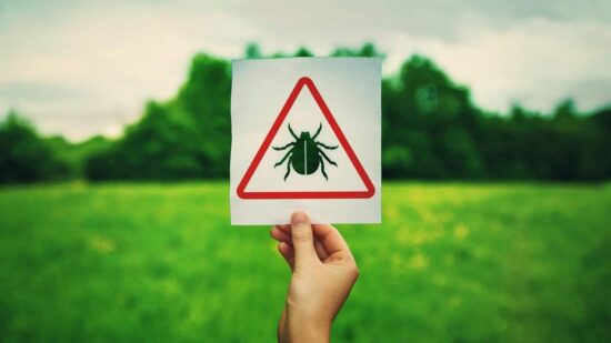 Травматолог Козлов назвал три самых опасных способа достать клеща, которые могут вас убить