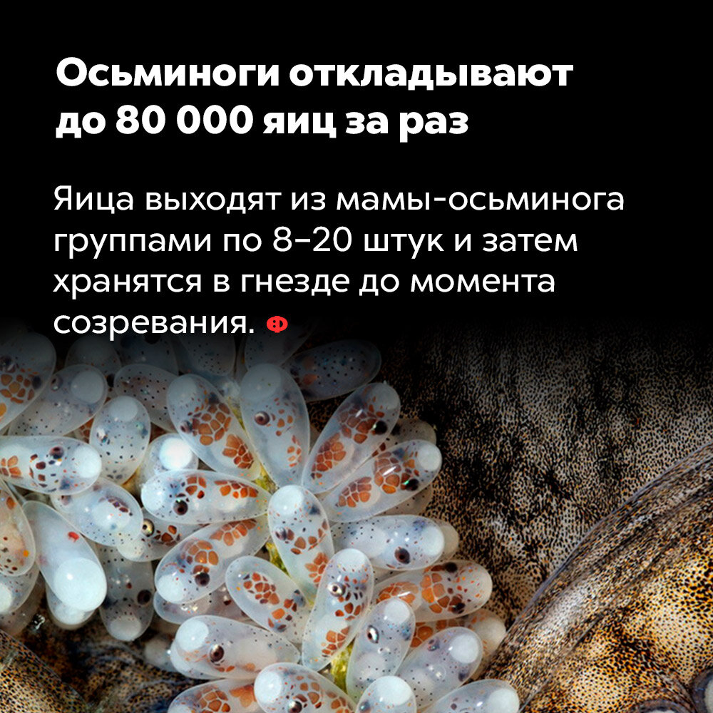 7 занимательных фактов для тех, кому всегда мало фактов 7 занимательных фактов для тех, кому всегда мало фактов интересные факты,мир,наука