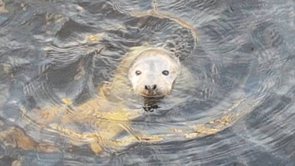 Сахалинские экологи спасли заблудившегося в лесу тюленя