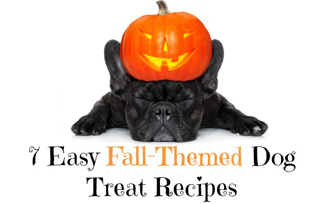 Looking to make your dog some homemade treats this fall or Halloween? We've rounded up 7 easy fall-themed dog treat recipes!
