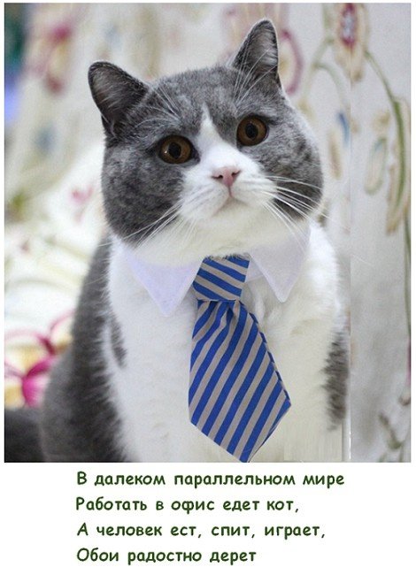 Фотоподборка среды Фотоподборка среды