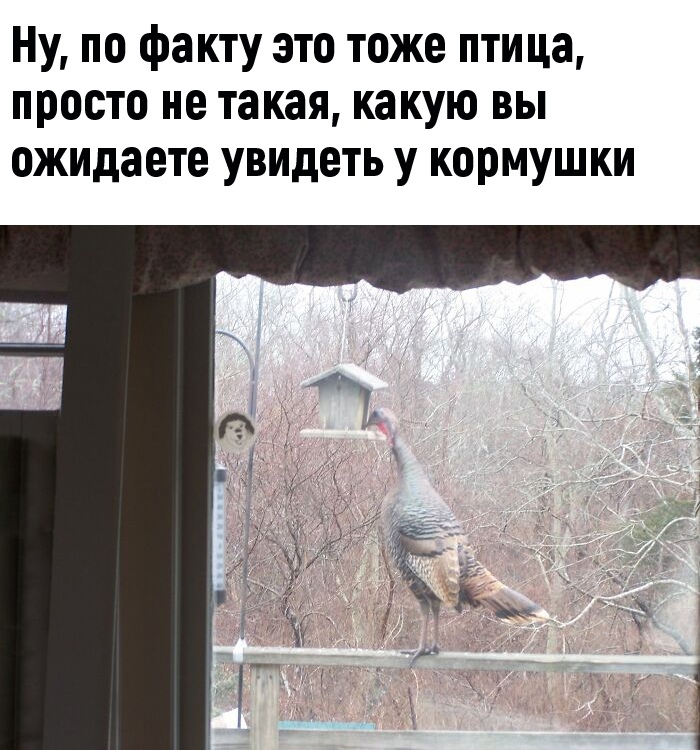 Юмор из интернета 610 Юмор из интернета 610 позитив,смех,улыбки,юмор