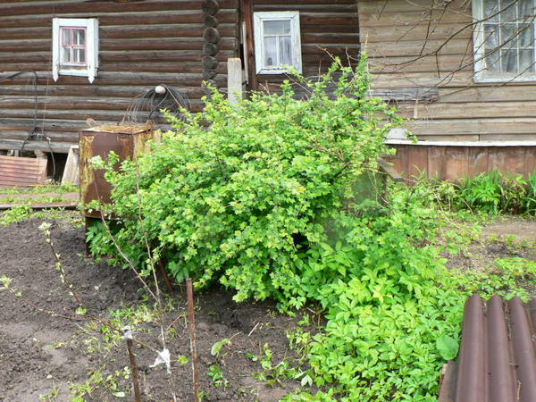 Куст старый