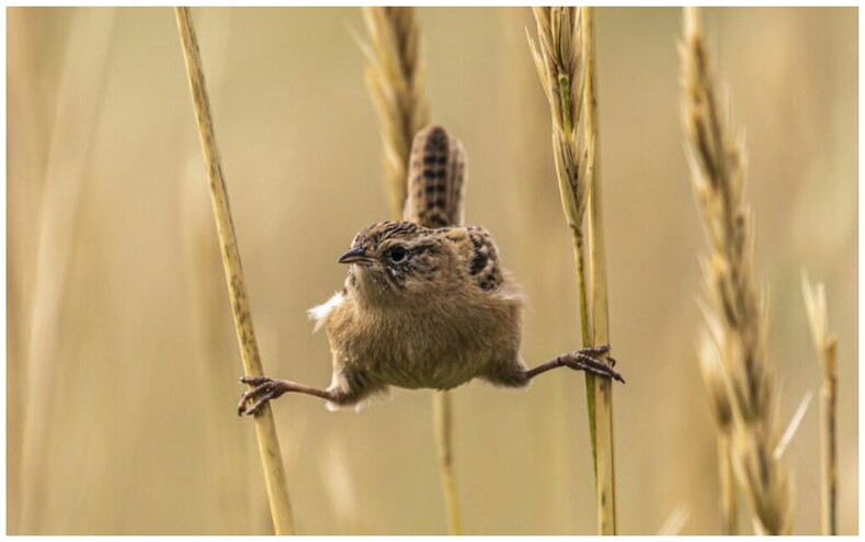 Объявлены победители World Nature Photography Awards: лучшие снимки природы из разных уголков мира, от которых невозможно оторвать взгляд