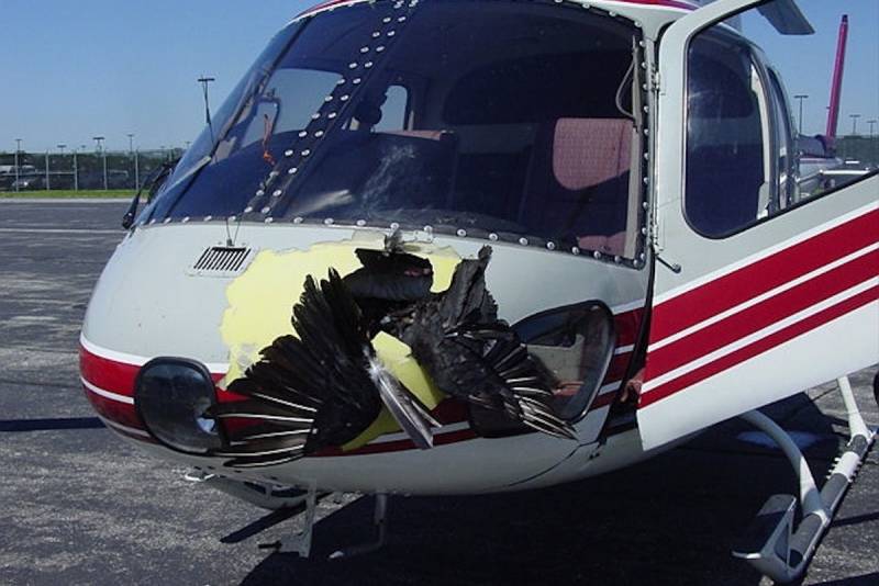 Самолет vs птицы – фатальное противостояние ввс