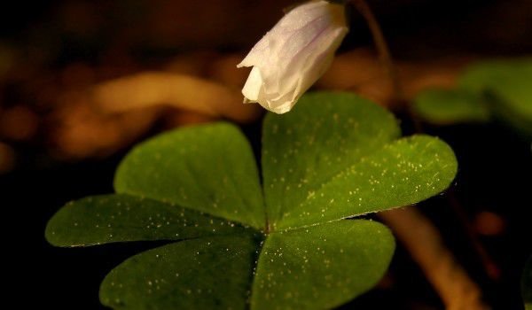 Кто такой Святой Патрик и какие о нем легенды