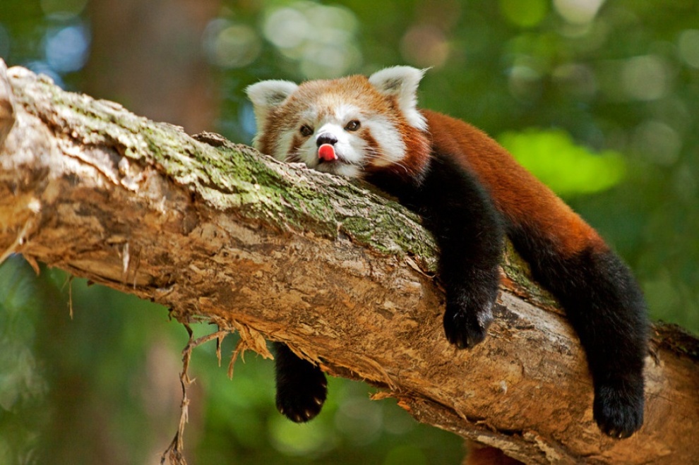 Самые интересные животные мира. Красная панда