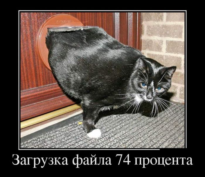 Фото приколы демотиваторы смешные до слез очень новые с надписями, днем