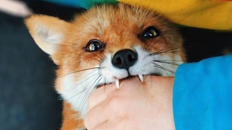 10 смертельных опасностей, подстерегающих в наших лесах 10 смертельных опасностей, подстерегающих в наших лесах