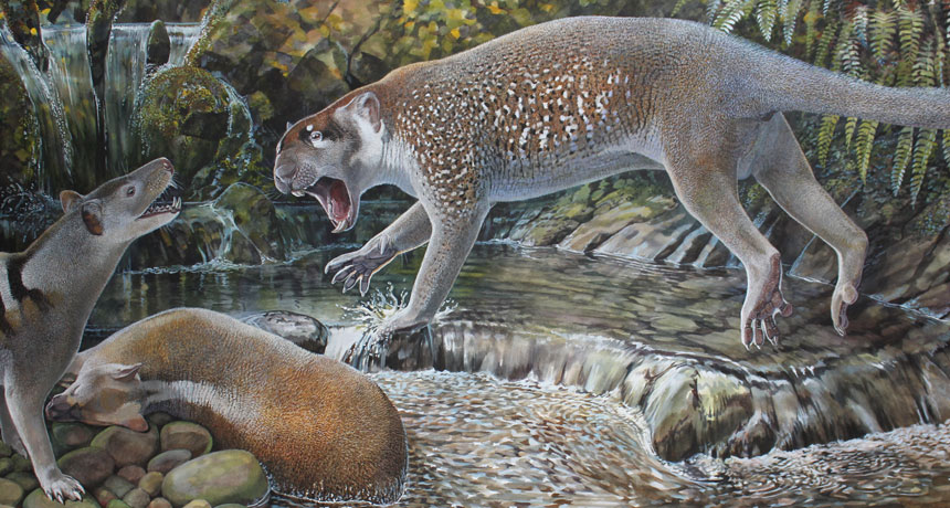 marsupial lion illustration