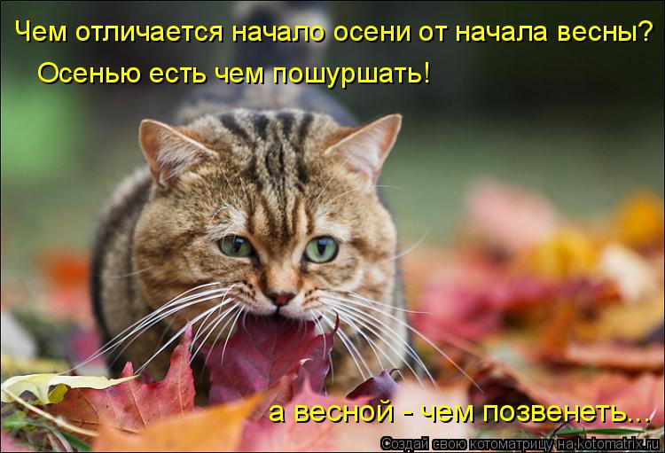 Котоматрица: Чем отличается начало осени от начала весны? Осенью есть чем пошуршать! а весной - чем позвенеть...