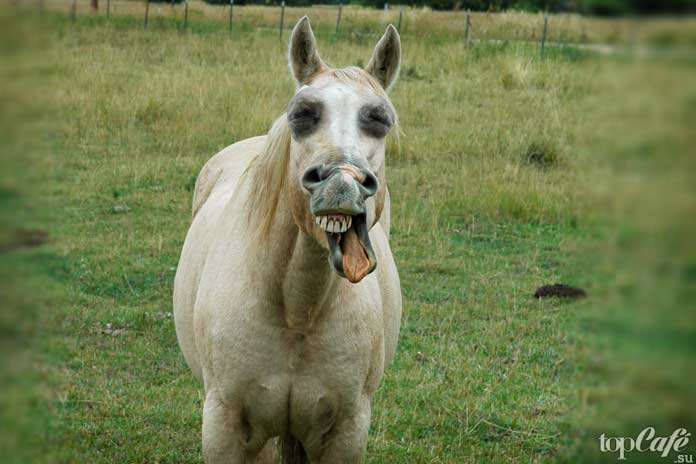 Топ-10 смертельных бактерий и вирусов: Лошадиная оспа. CC0