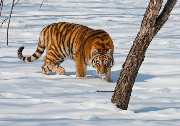 В Хабаровском крае таежный поселок избавили от тигра-собакоеда