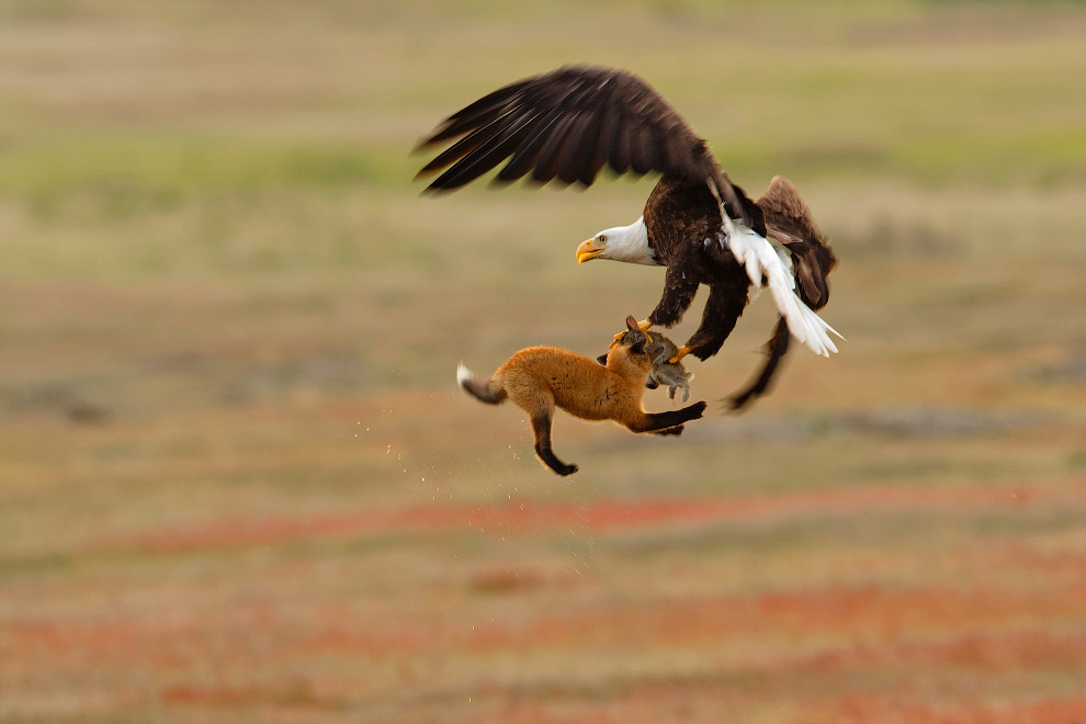 Птичий конкурс Audubon Photography Awards 2019