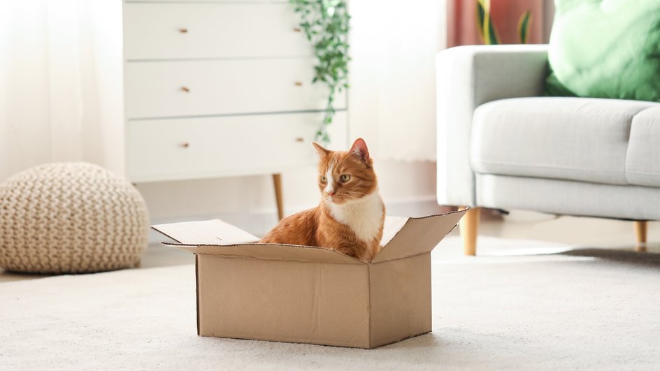 Рыжая кошка с белой грудкой сидим в коробке посередине белого ковра 