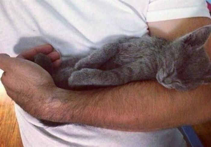 Эти коты поднимут Вам настроение) веселье,смех