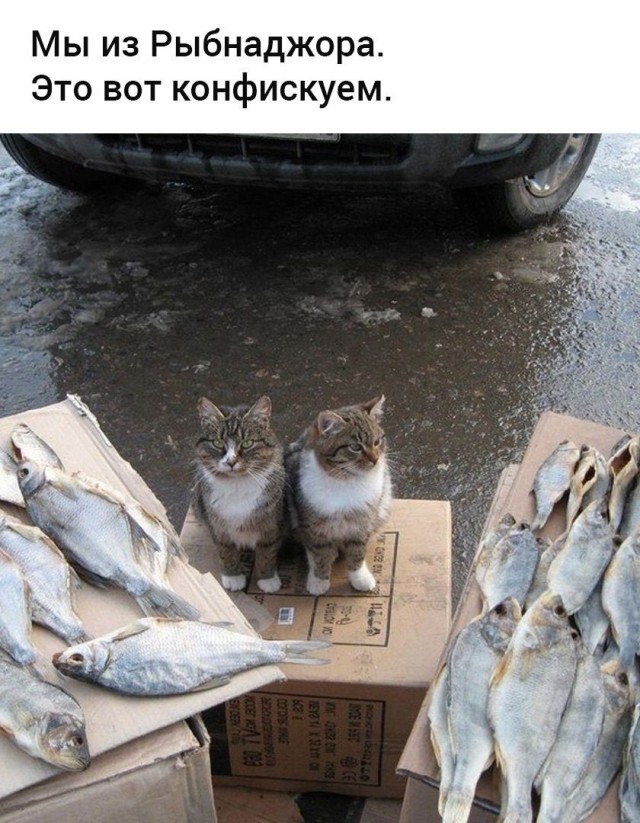 Юмор для тех, кто уже повзрослел и понял, что «приоритеты» - это сначала налить кофе, а потом спасать мир 