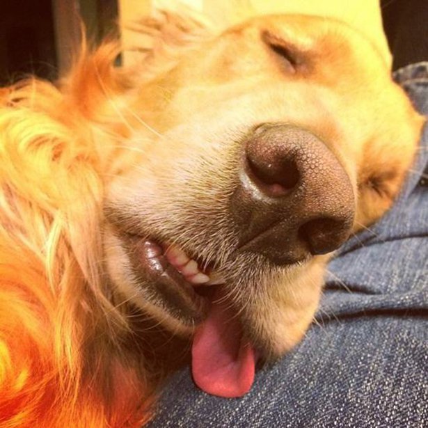 Милейший пост о самых сладких снах Милейший пост о самых сладких снах животные,Истории из жизни,позитив,Смешные животные