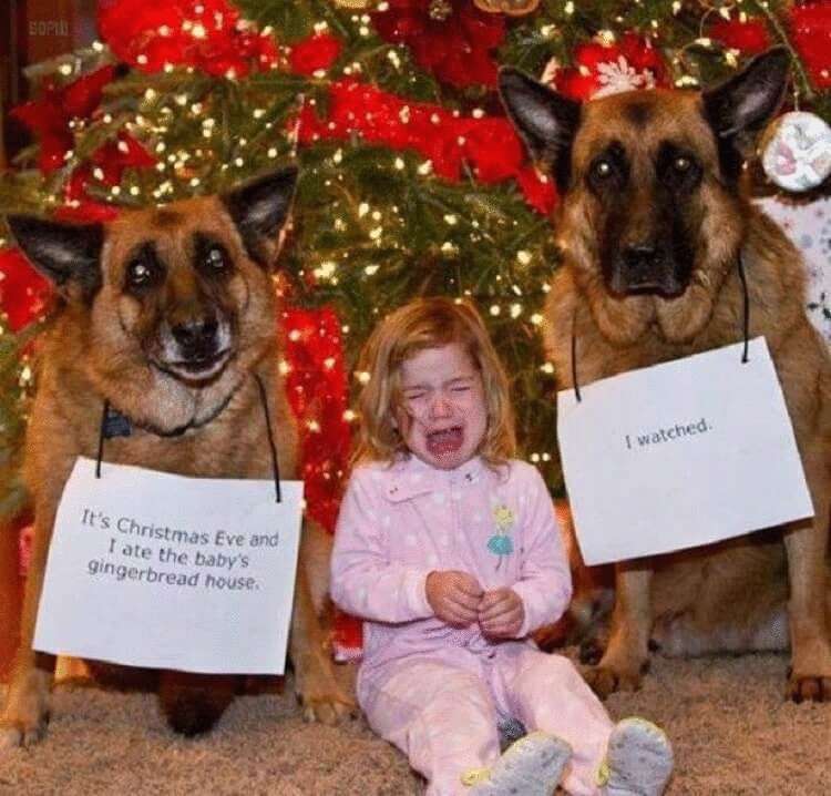 16 уморительных фото животных, которые ведут себя очень плохо 16 уморительных фото животных, которые ведут себя очень плохо картинки