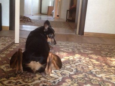 Собаки сидят на шпагате: прикольные фото Собаки сидят на шпагате: прикольные фото