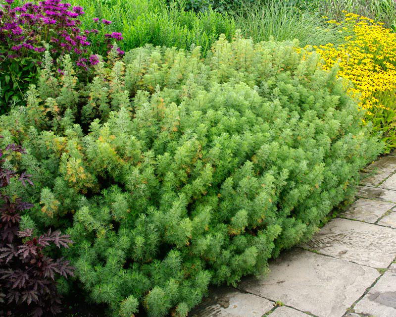 Полынь декоративная божье дерево Artemisia abrotanum в ландшафтном дизайне фото