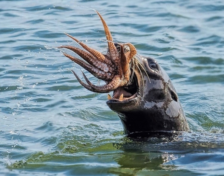 17 крутых кадров, которые мог сделать только истинный везунчик 