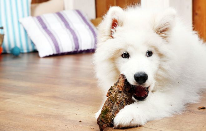 Самоедская собака – как правильно содержать и ухаживать, правила дрессировки Самоедская собака – как правильно содержать и ухаживать, правила дрессировки домашние животные,наши любимцы