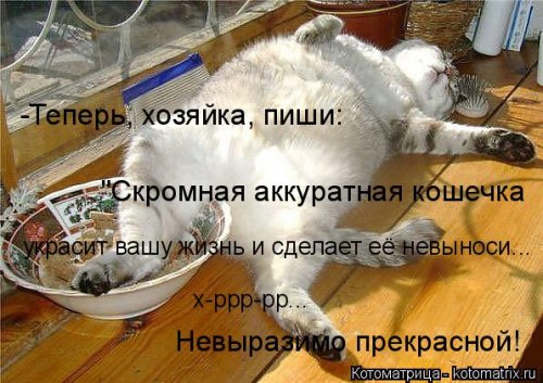 Свежая котоматрица (26 фото)