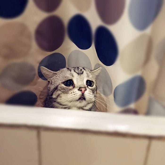 кошка луху, самая грустная кошка в мире 