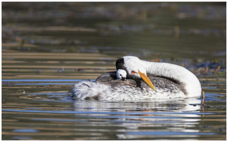 Объявлены победители World Nature Photography Awards: лучшие снимки природы из разных уголков мира, от которых невозможно оторвать взгляд