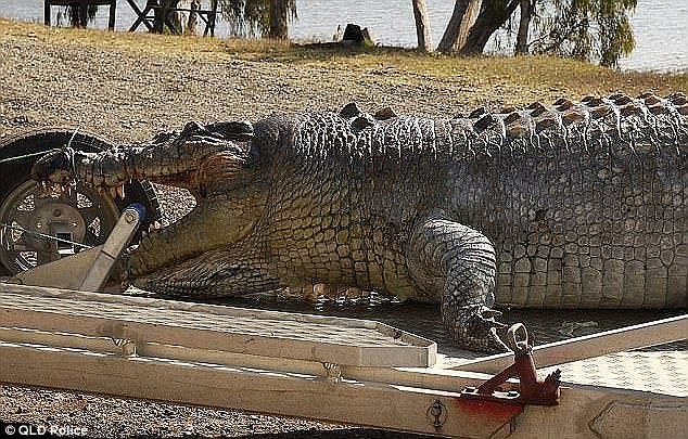 Специалисты определили возраст убитого крокодила: рептилии, по всей вероятности, было 80-100 лет ynews, австралия, животные, истории из жизни, крокодил, охрана животных, убийства животных, штраф