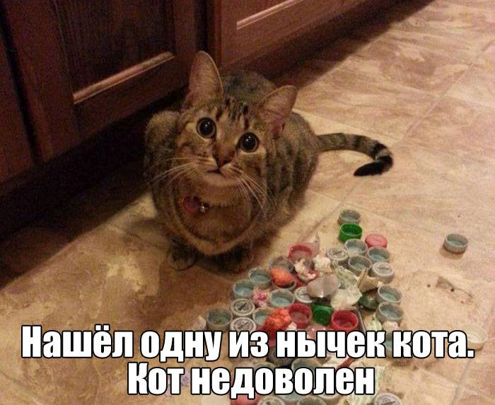 Пусть он ходит везде с тобой, там поймешь, кто такой..) веселые картинки