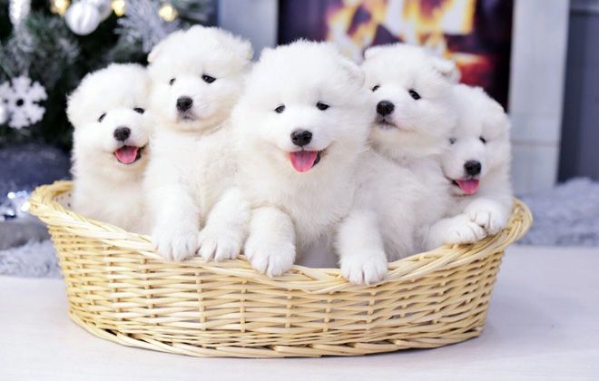 Самоедская собака – как правильно содержать и ухаживать, правила дрессировки Самоедская собака – как правильно содержать и ухаживать, правила дрессировки домашние животные,наши любимцы