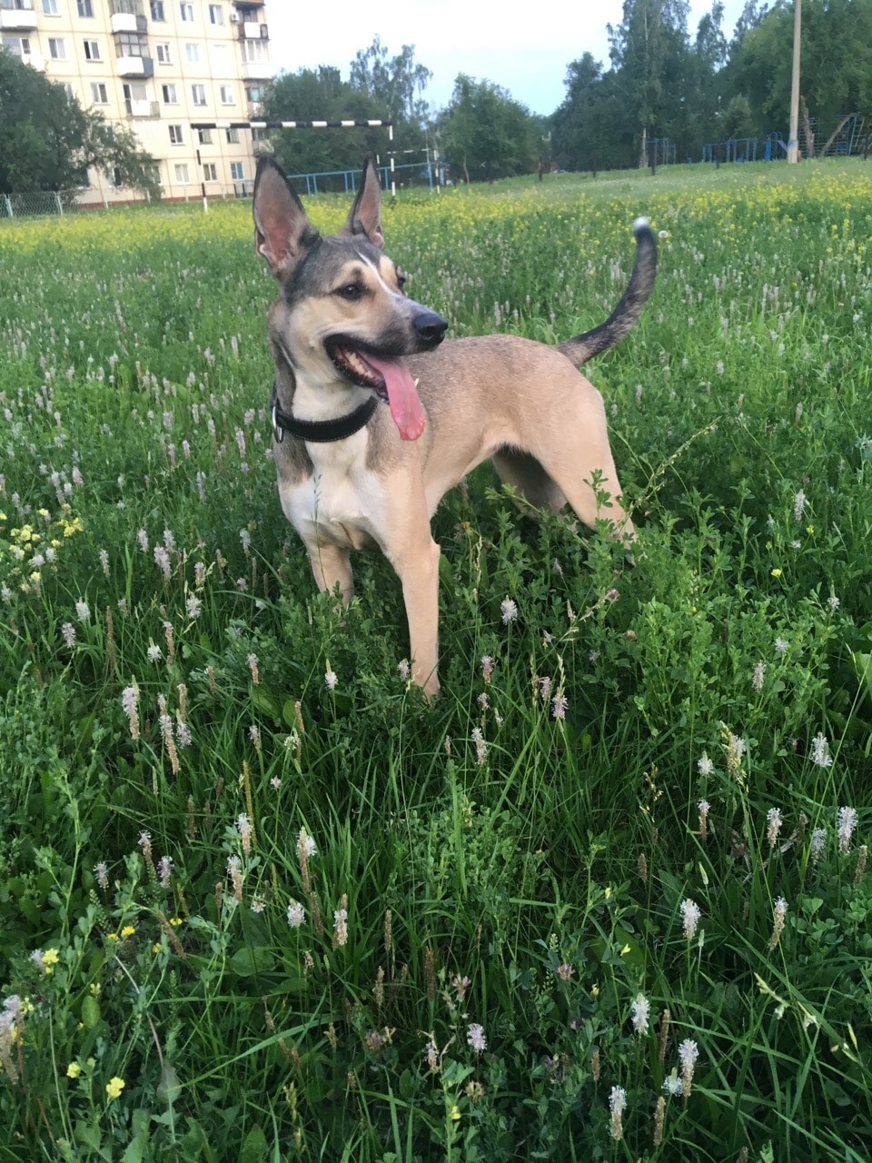 собака на прогулке