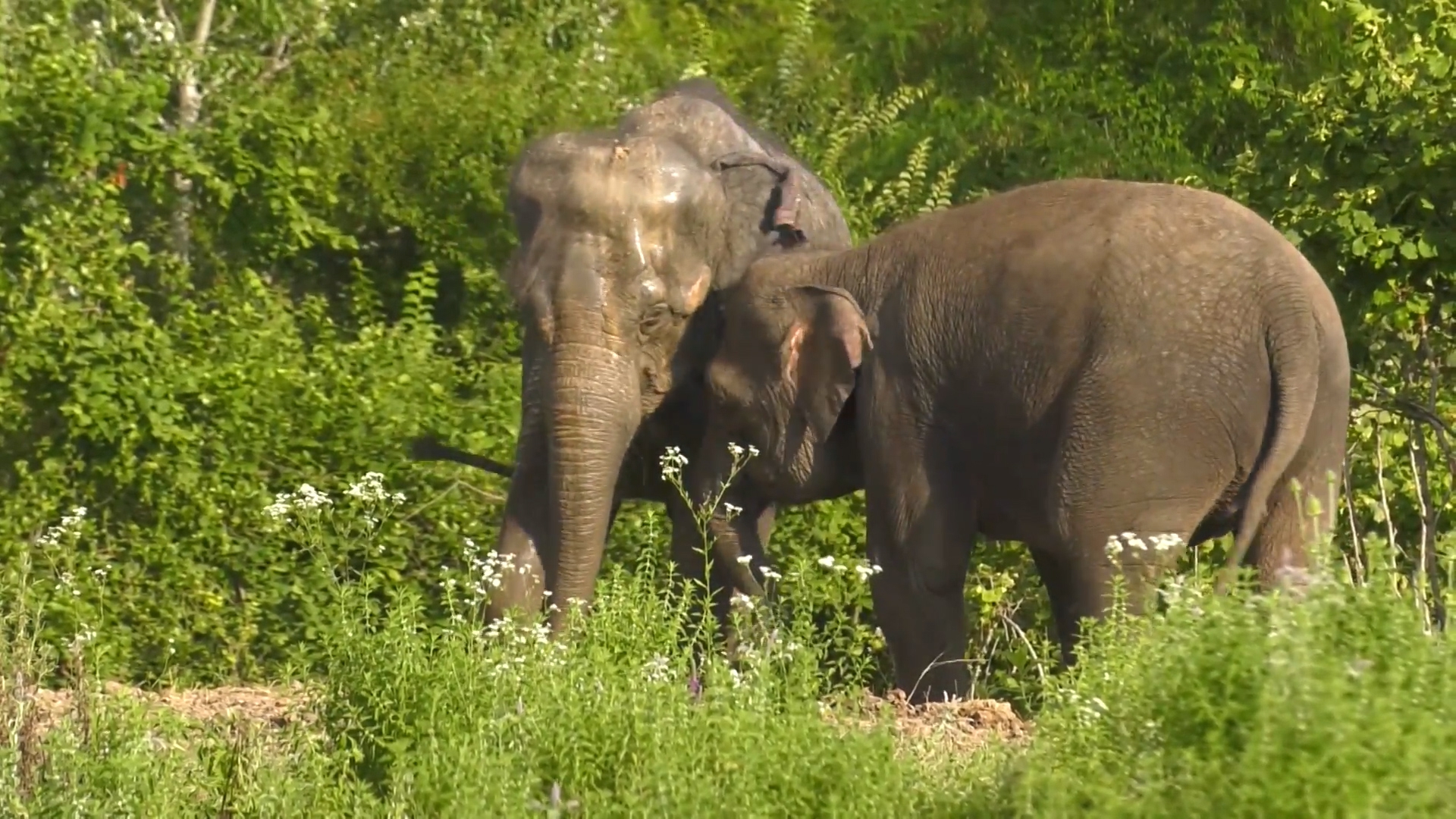 Слоны из Росгосцирка приехали в отпуск в Сочи
