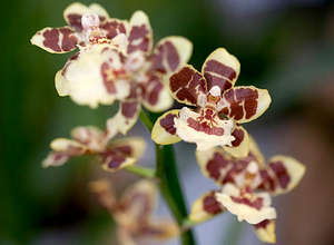 Цветы орхидеи Камбрии