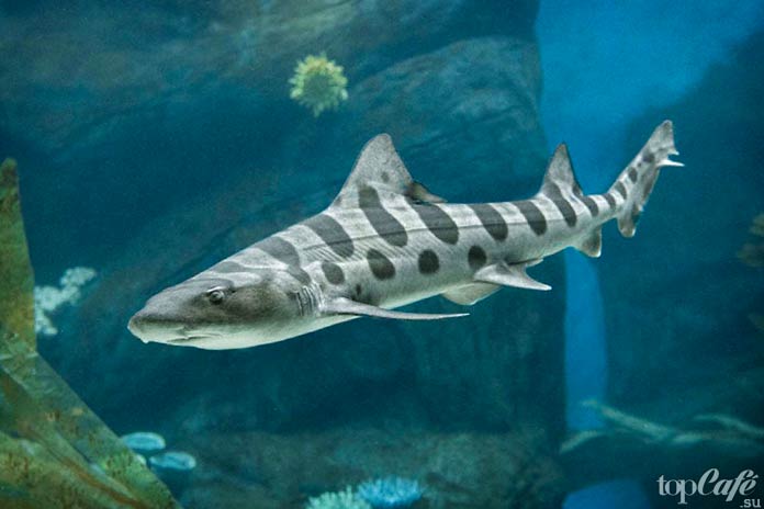 Удивительные акулы: Leopard Shark