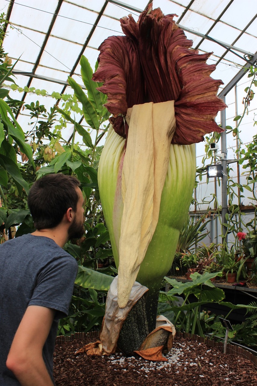 Самый большой и самый вонючий Аморфофаллус (Amorphophallus)