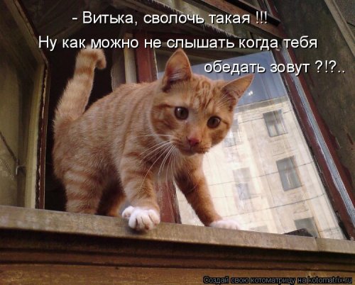 Свежая котоматрица для позитива (19 фото)