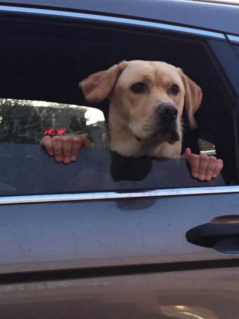 17 случайных кадров, при взгляде на которые невозможно не улыбаться 