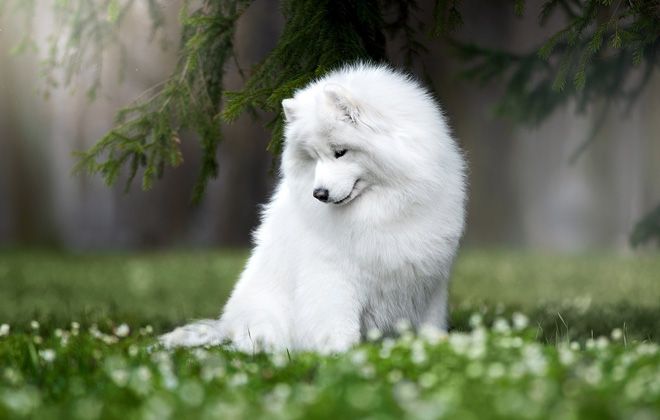 Самоедская собака – как правильно содержать и ухаживать, правила дрессировки Самоедская собака – как правильно содержать и ухаживать, правила дрессировки домашние животные,наши любимцы