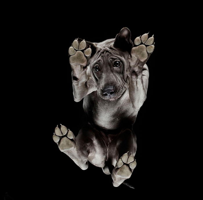 Животные: вид снизу Животные: вид снизу