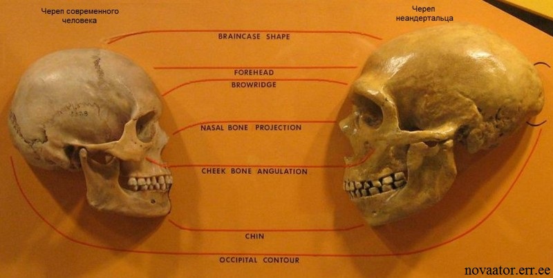 Загадка: Почему мозг Homo sapiens уменьшается?