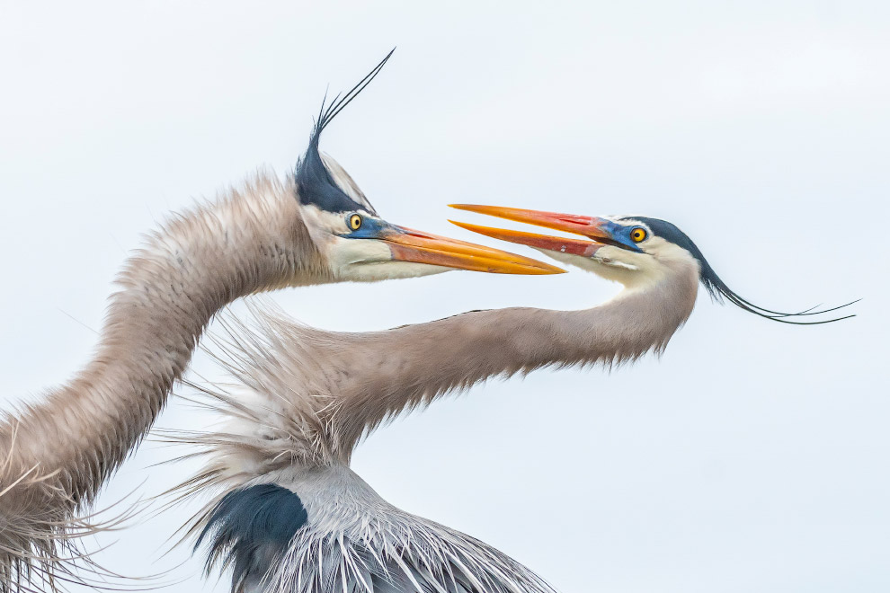 Птичий конкурс Audubon Photography Awards 2019