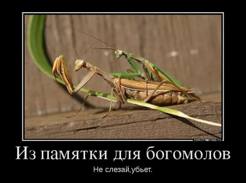 Прикольные демотиваторы (13 шт)